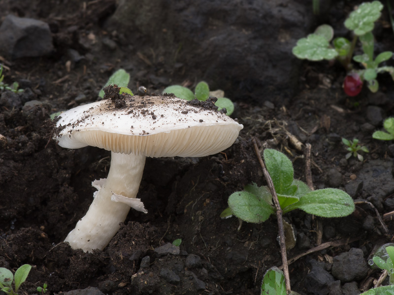 Leucoagaricus subvolvatus